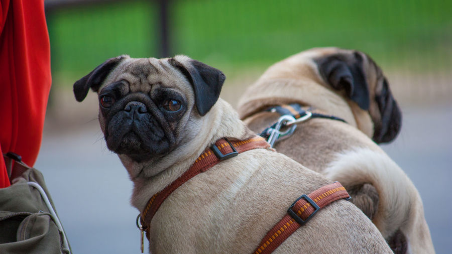 Portrait of a dog