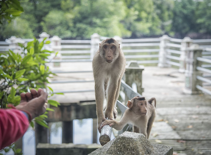Cropped hand feeding monkey