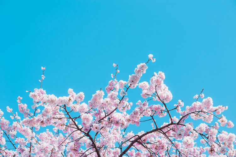 Low angle view of cherry blossoms against sky