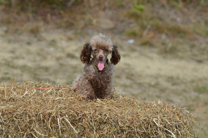 Cute brown toy poodle with his pink tongue sticking out.