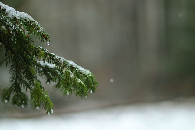 Close-up of pine tree branch during winter