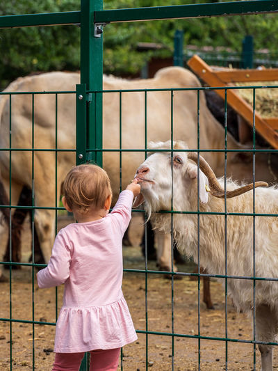 A small child is feeding a goat