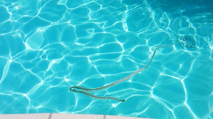High angle view of snake skin in swimming pool