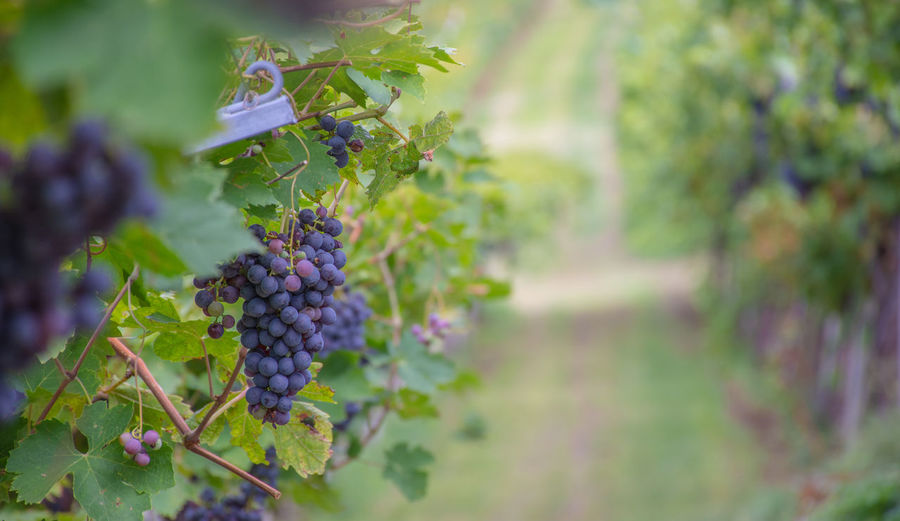 Grapes growing in vineyard