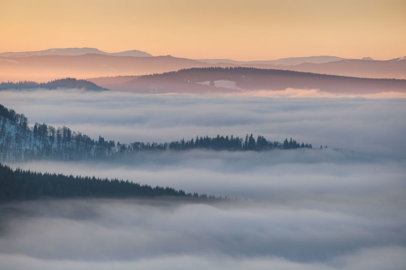 Winter landscape from rodnei mountains. foggy mornings with pine trees in the frozen national park.