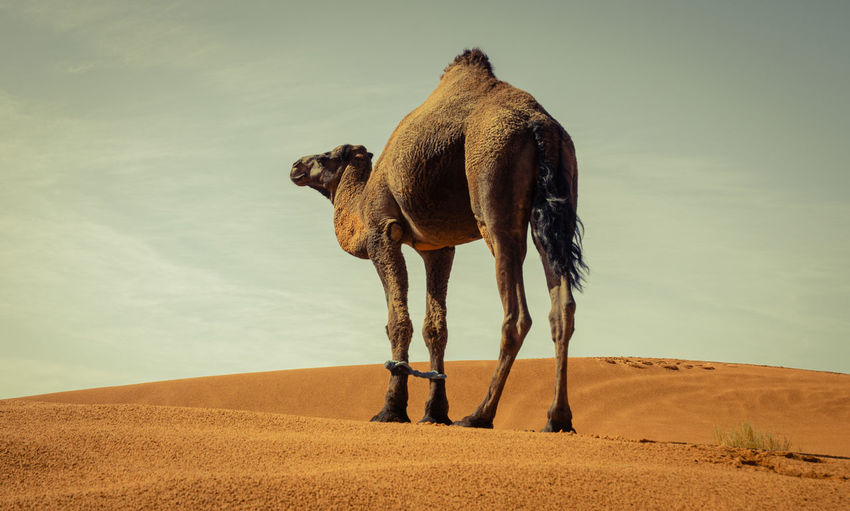 View of a horse in desert