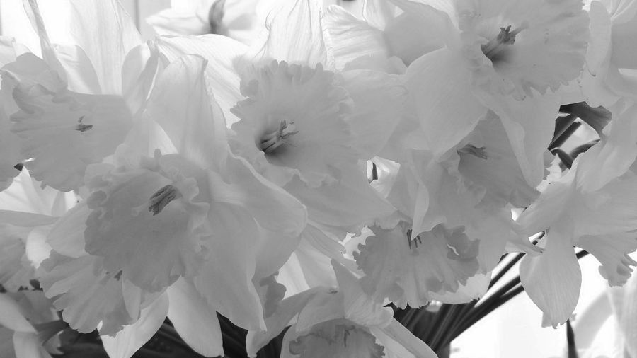 Close-up of flowers