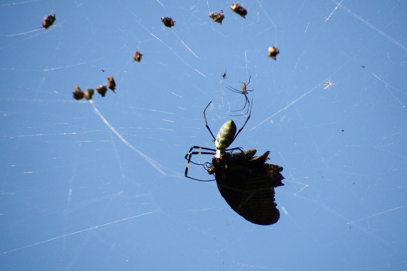 High angle view of spider on web