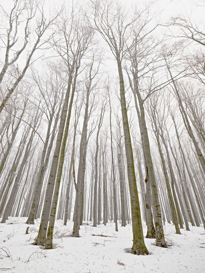 Frozen winter forest. trees covered with snow and frost. winter landscape photography