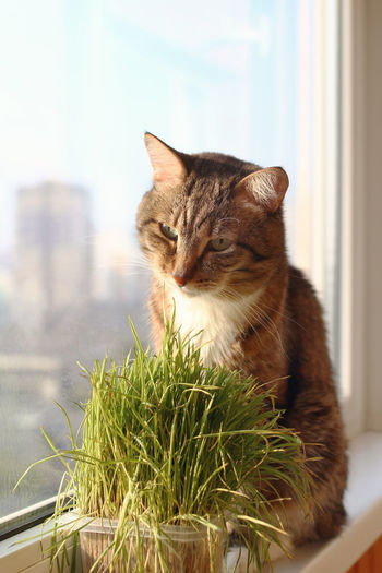 Portrait of brown and white tabby cat near to window and pet grass.