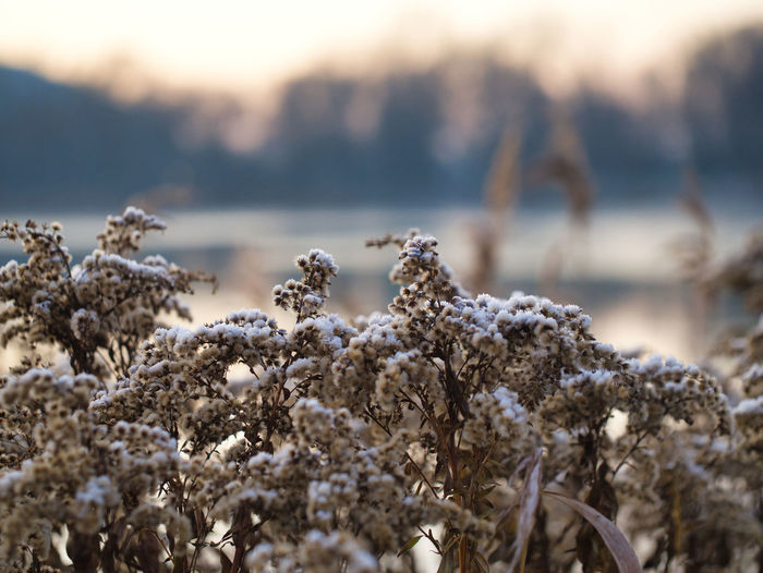 Close-up of frozen plants on field during winter