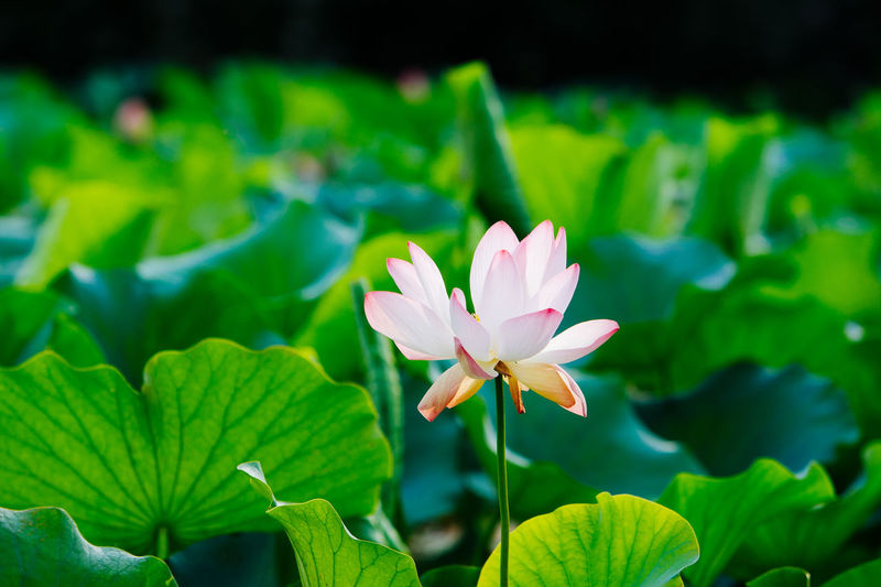 Close-up of lotus water lily blooming outdoors