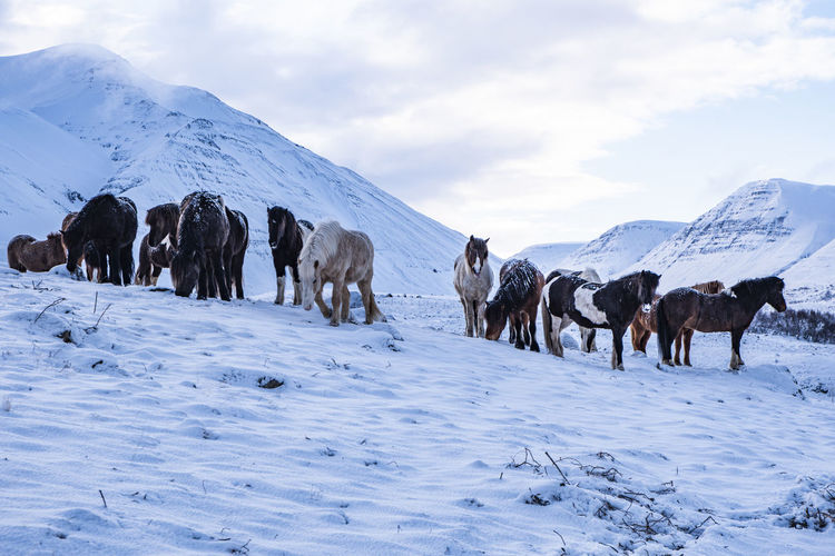 Foals standing on snow covered land against sky