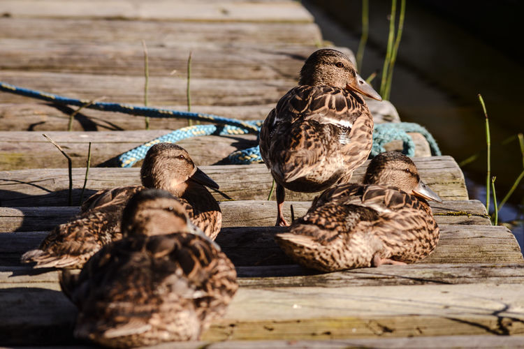 Ducklings on wooden pier during sunny day