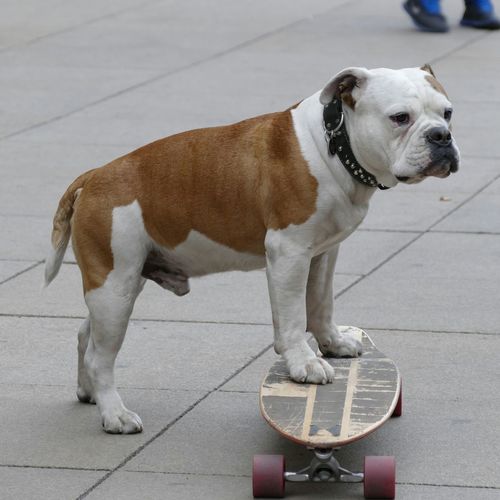 Dog standing on skateboard