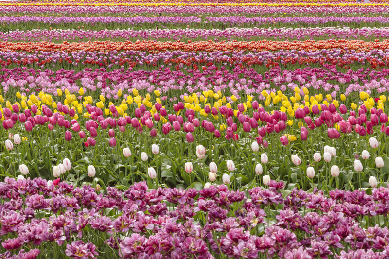 Pink tulips in field