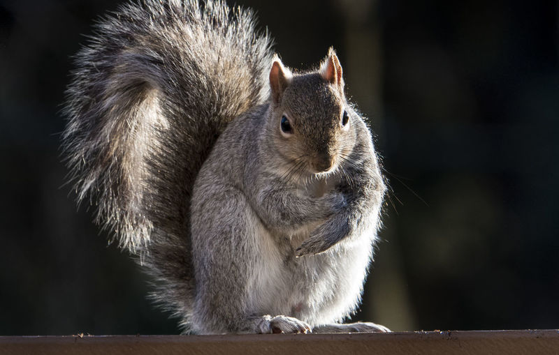 Close-up of squirrel sitting outdoors