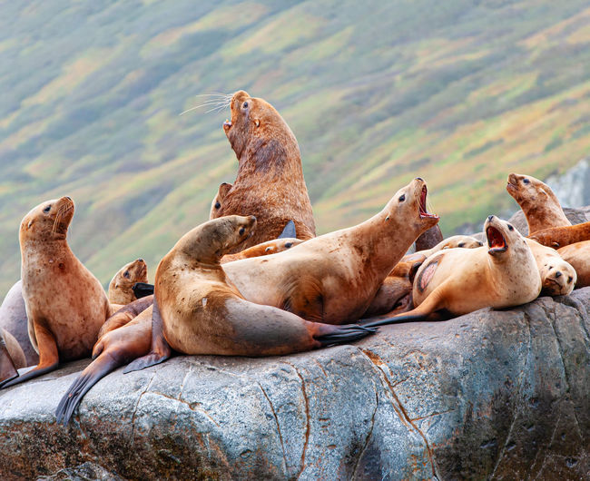 High angle view of sea lions relaxing on rocks