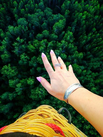 Close-up of human hand above trees