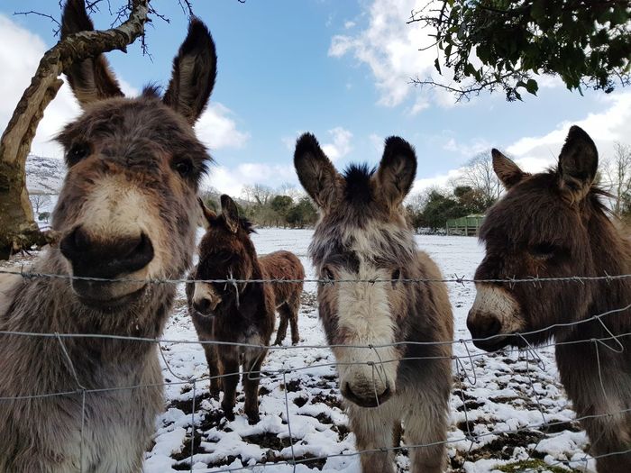 Close-up of donkeys standing in field during winter