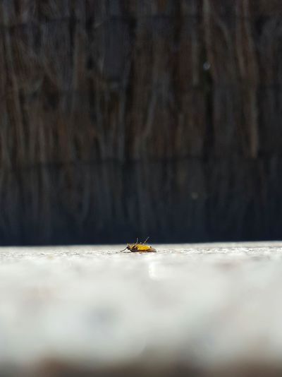 Dead insect on footpath