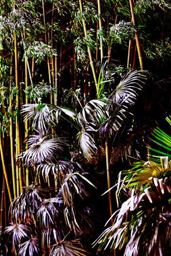 Close-up of palm tree