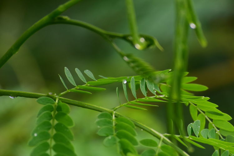 Close-up of wet plant