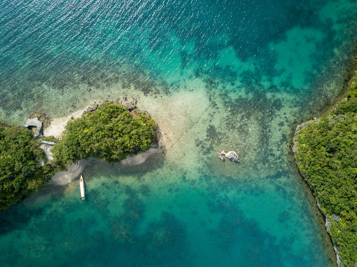 High angle view of coral in sea