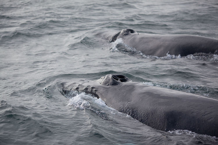 Humpback whales swimming in sea