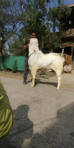 Full length of horse on tree