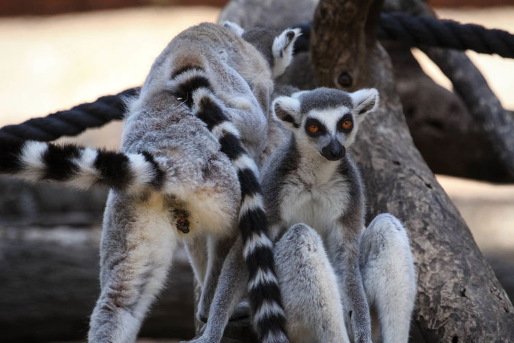 Ring-tailed lemurs by tree at dusk