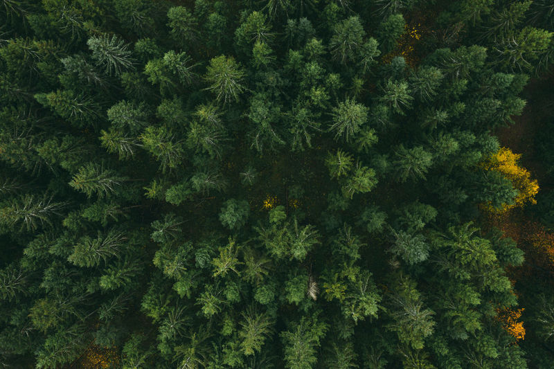 Directly above shot of pine tree