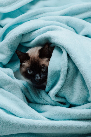 Portrait of cat on bed