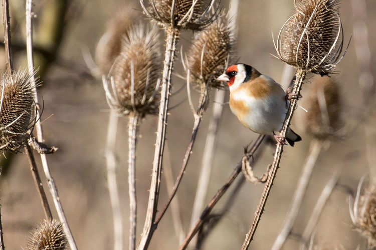 Close-up of gold finch perching on dry plants