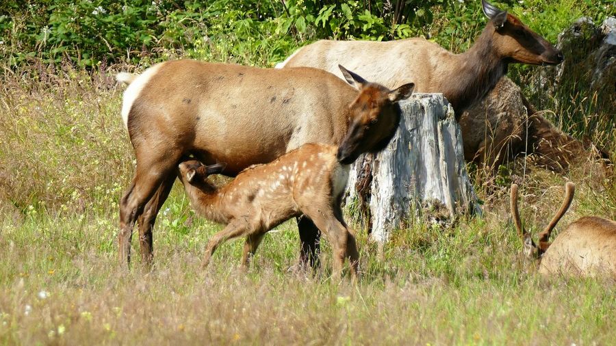 Elk feeding calf on grassy field