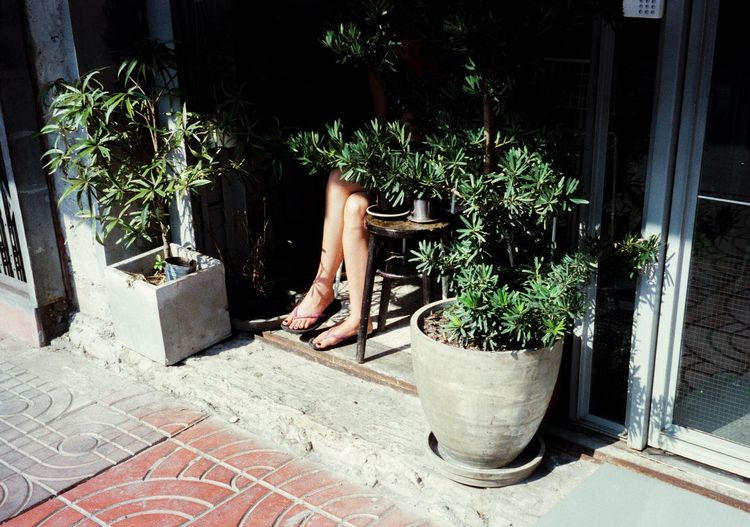 View of potted plants on street