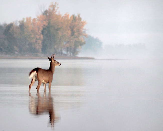 Deer standing in water in a river with a reflection