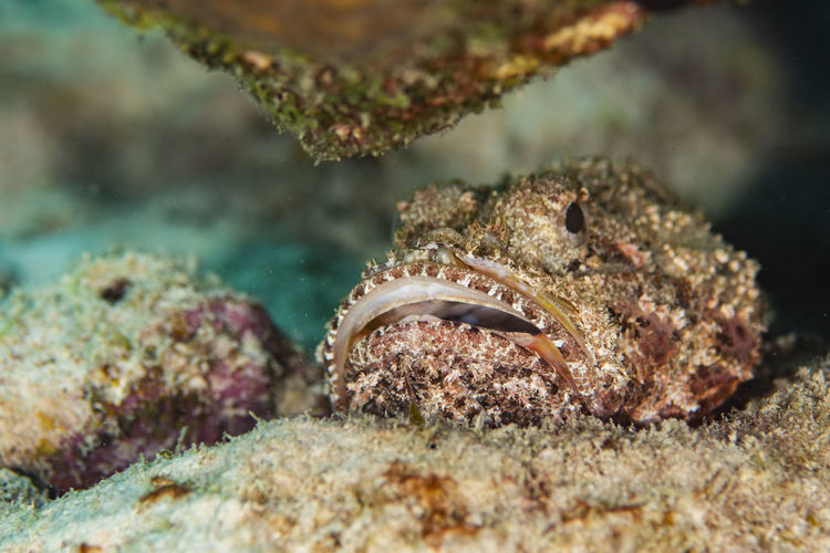 A scorpionfish under the rocks in bonaire, the netherlands. sebastapistes mauritiana
