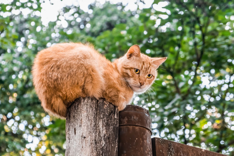 Looking up at ginger cat sitting on wooden pole on blurred background