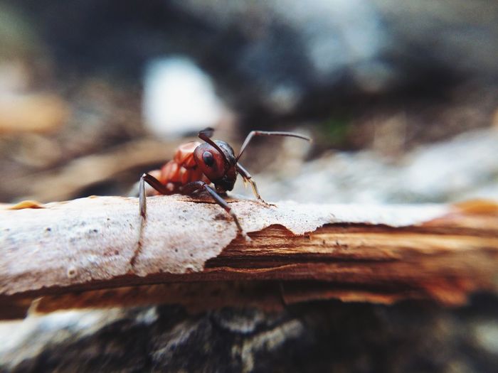 Close-up of fire ant on wood
