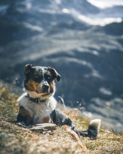 Portrait of dog on rock