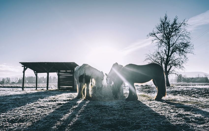 Icelandic horses eating hay on field against sky