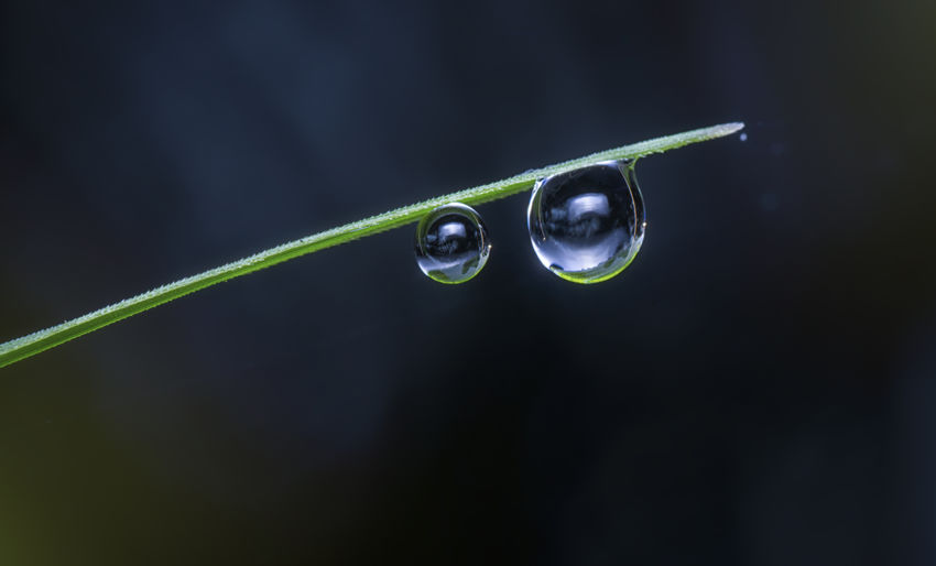 Beautiful water droplets on the wild grass surface with bokeh background.