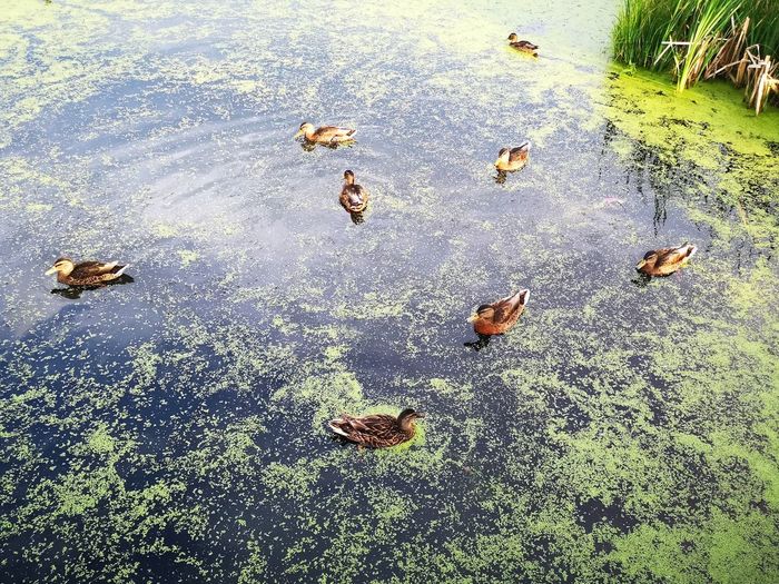 High angle view of ducks swimming in lake