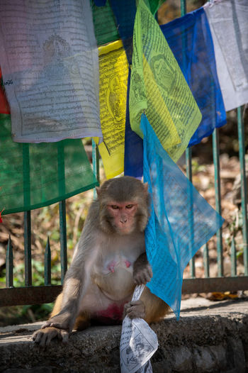  monkey sitting outdoors