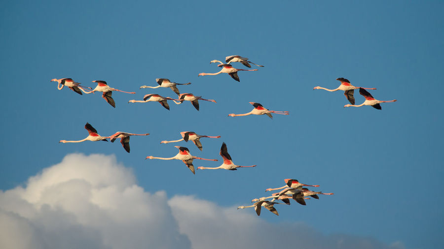 Low angle view of birds flying against blue sky