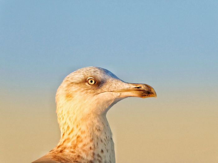 Seagull against morning sky