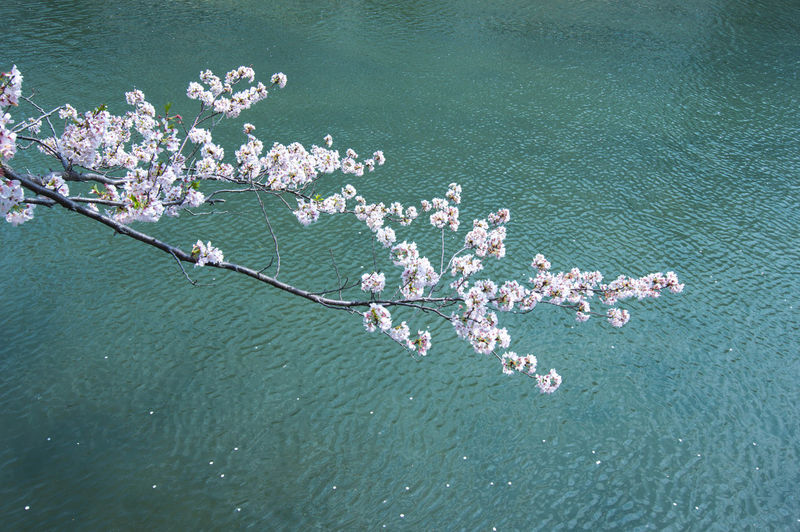 High angle view of cherry blossom by lake