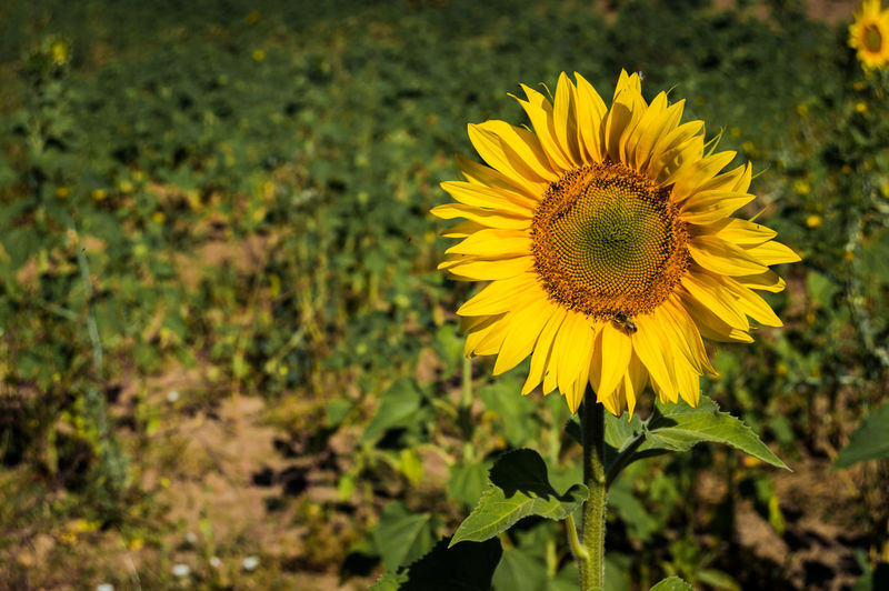 Close-up of yellow sunflower on field