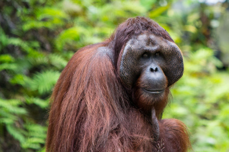 Orangutan, adult male, close-up of face and hair in the nature of borneo